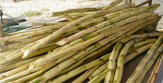 cane_crop_2 - Copy