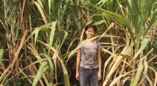 cane_crop_5