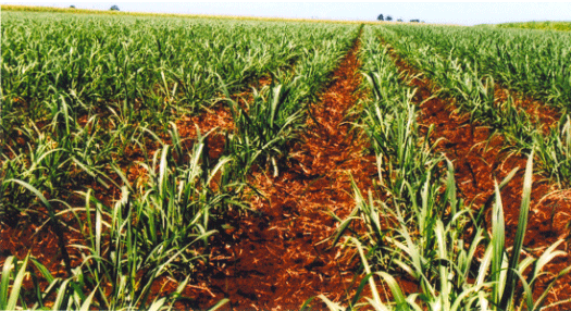 cane_crop_6